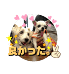 CIMA＆マロン 3（個別スタンプ：14）