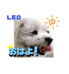 CIMA＆マロン 3（個別スタンプ：15）