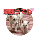 CIMA＆マロン 3（個別スタンプ：16）