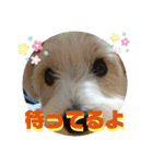 CIMA＆マロン 3（個別スタンプ：17）