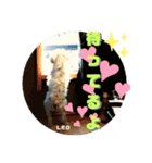 CIMA＆マロン 3（個別スタンプ：27）