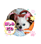 CIMA＆マロン 3（個別スタンプ：31）