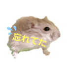 うちのはむ2（個別スタンプ：1）