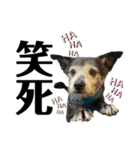 黒子ちゃんの自由な犬人生！（個別スタンプ：5）