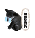 黒子ちゃんの自由な犬人生！（個別スタンプ：6）