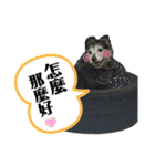 黒子ちゃんの自由な犬人生！（個別スタンプ：11）