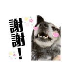 黒子ちゃんの自由な犬人生！（個別スタンプ：21）