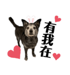 黒子ちゃんの自由な犬人生！（個別スタンプ：22）