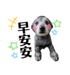 黒子ちゃんの自由な犬人生！（個別スタンプ：23）