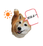 柴犬ひみこの1日（個別スタンプ：1）