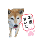 柴犬ひみこの1日（個別スタンプ：2）