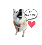 柴犬ひみこの1日（個別スタンプ：3）