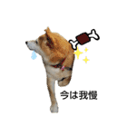 柴犬ひみこの1日（個別スタンプ：4）