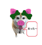柴犬ひみこの1日（個別スタンプ：5）