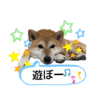 柴犬ひみこの1日（個別スタンプ：6）