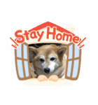 柴犬ひみこの1日（個別スタンプ：11）