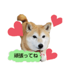 柴犬ひみこの1日（個別スタンプ：12）