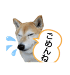 柴犬ひみこの1日（個別スタンプ：14）