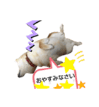 柴犬ひみこの1日（個別スタンプ：15）