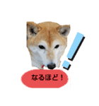 柴犬ひみこの1日（個別スタンプ：16）
