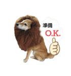 柴犬ひみこの1日（個別スタンプ：17）