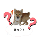 柴犬ひみこの1日（個別スタンプ：19）