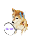 柴犬ひみこの1日（個別スタンプ：20）