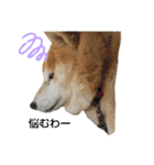 柴犬ひみこの1日（個別スタンプ：21）
