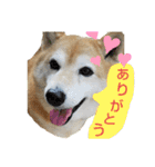 柴犬ひみこの1日（個別スタンプ：22）