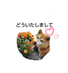 柴犬ひみこの1日（個別スタンプ：23）