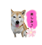 柴犬ひみこの1日（個別スタンプ：24）
