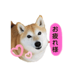 柴犬ひみこの1日（個別スタンプ：26）