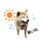 柴犬ひみこの1日（個別スタンプ：27）