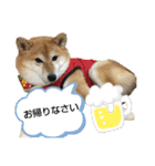 柴犬ひみこの1日（個別スタンプ：28）