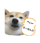 柴犬ひみこの1日（個別スタンプ：29）
