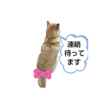 柴犬ひみこの1日（個別スタンプ：30）