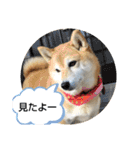 柴犬ひみこの1日（個別スタンプ：32）