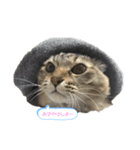 にゃんちゃん。（個別スタンプ：4）