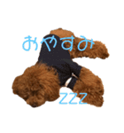 トイプードル  トッポのスタンプ（個別スタンプ：6）