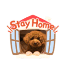 トイプードル  トッポのスタンプ（個別スタンプ：12）