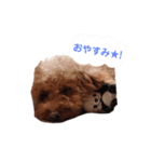 トイプードルのむぎです。（個別スタンプ：3）