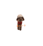 トイプードルのむぎです。（個別スタンプ：7）
