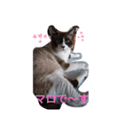 マ～ロ～（個別スタンプ：2）