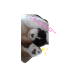 マ～ロ～（個別スタンプ：3）