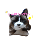 マ～ロ～（個別スタンプ：4）