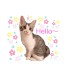 ひなルナ（個別スタンプ：1）