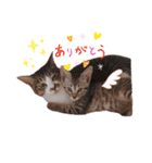 ひなルナ（個別スタンプ：5）