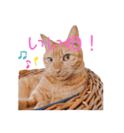 ひなルナ（個別スタンプ：9）