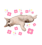 ひなルナ（個別スタンプ：11）