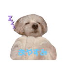 むぎちゃんのスタンプ（1）（個別スタンプ：5）